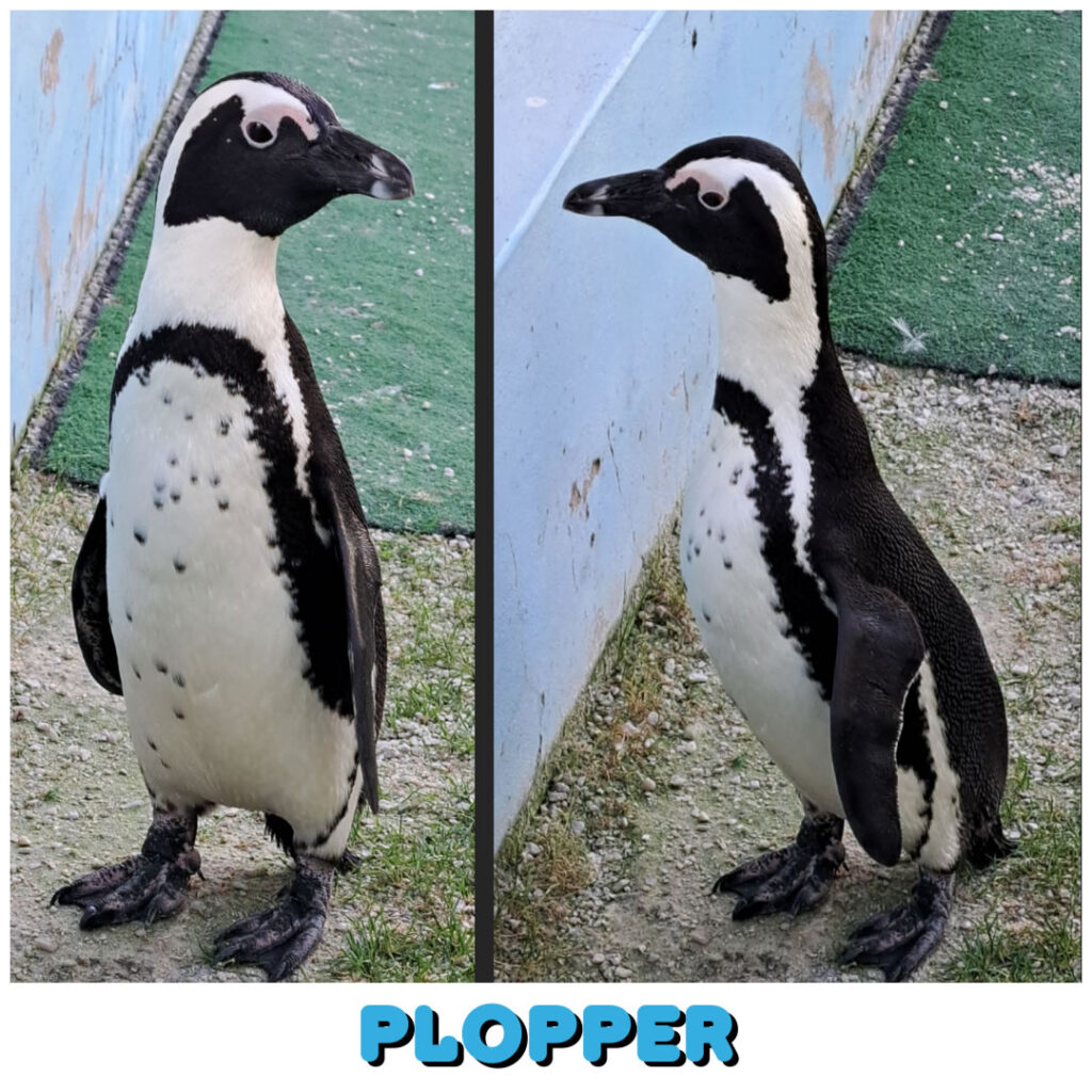 Plopper (Buffalo Bay) will be set free at the Penguin Release on Sat 12 Oct 2024