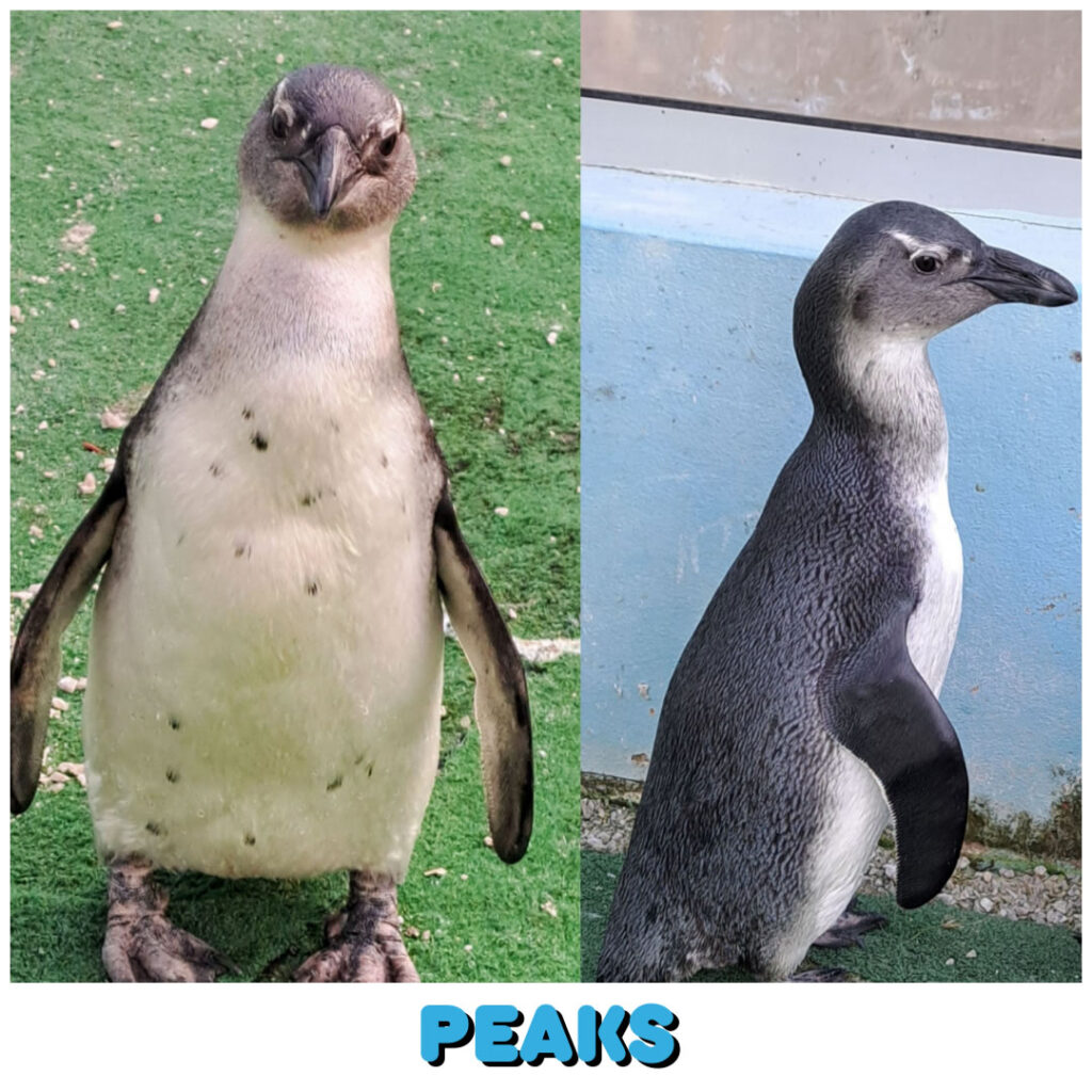 Peaks (Tsitsikamma) will be set free at the Penguin Release on Sat 12 Oct 2024