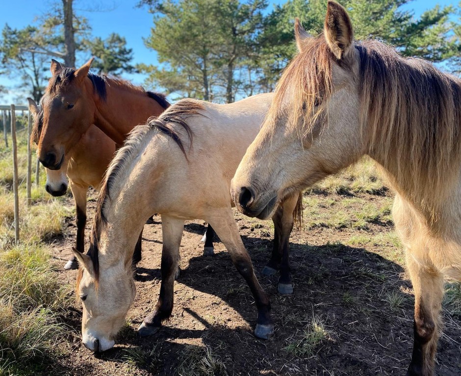 Griqua Heritage Horses
