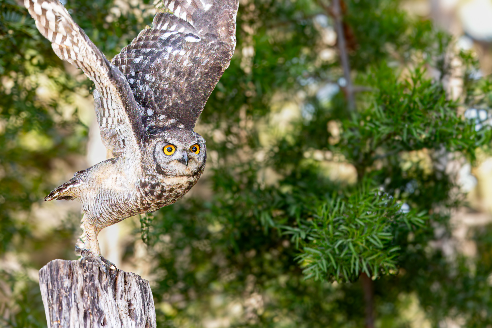 Bitou Birding Festival