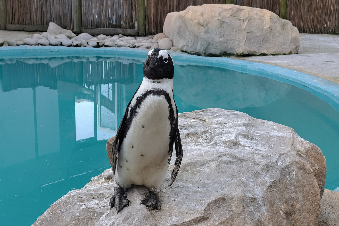 Baby Shark the Penguin rescued by Tenikwa